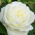 Biela - Záhonová ruža - floribunda - Weisse Gruss an Aachen
